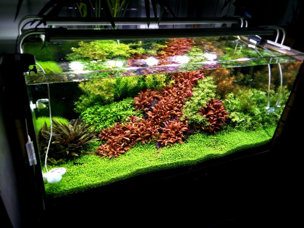 Was ist Aquascaping