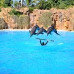Delfin Show Loro Parque Teneriffa - Per Anhalter durch die Galaxis