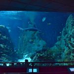 Hai Aquarium