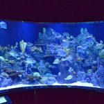 Meerwasseraquarium Teneriffa