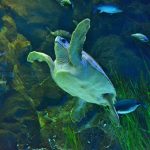 Schildkröte in einem Aquarium im Loro Parque