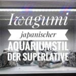 Iwagumi Aquarium