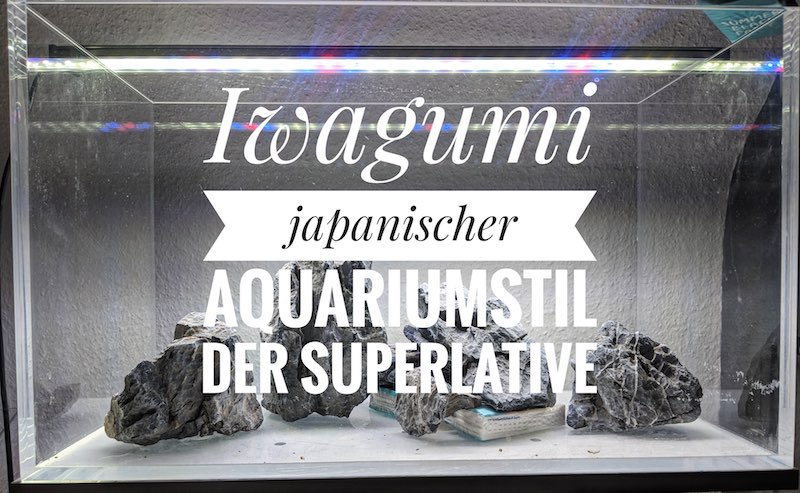 Iwagumi Aquarium