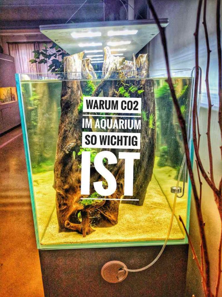Warum Co2 im Aquarium so wichtig ist