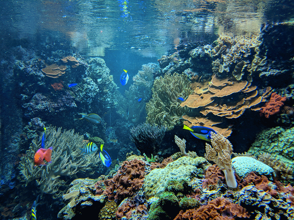 Meerwasseraquarium im Zoo-Berlin
