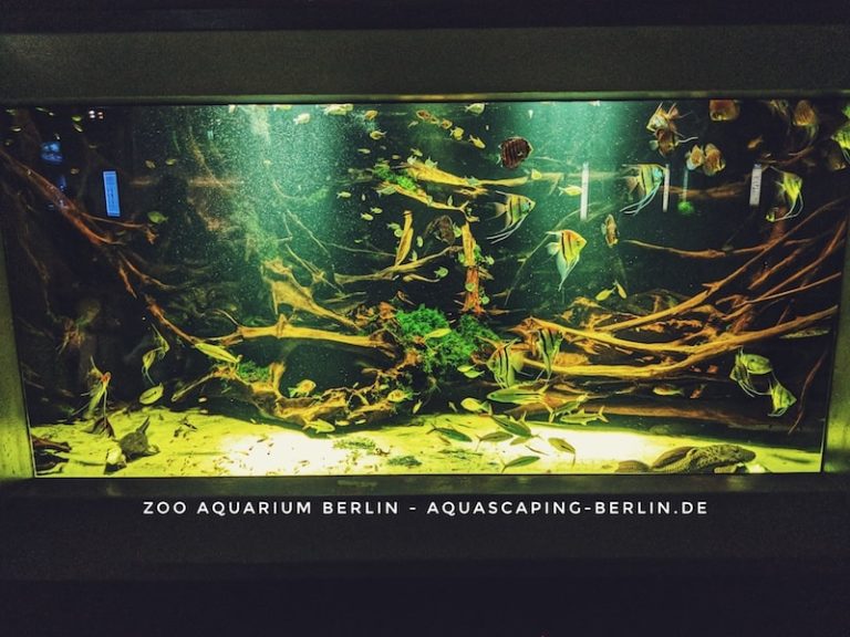 ZooAquarium Berlin Das Hauptstadtaquarium Aquascaping Berlin