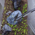 aquascaping-bodengrund-einpflanzen