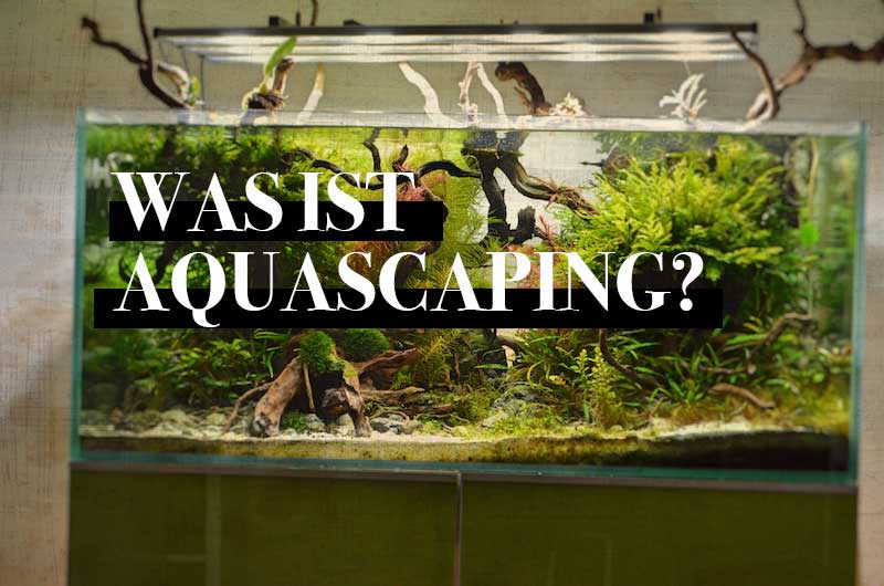 Was ist Aquascaping?