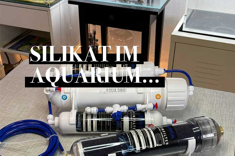 Silikat in meinem Leitungswasser – was macht es mit meinem Aquascape?