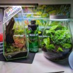 Mini Terrarium mit Pflanzen