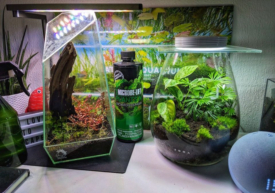 Mini-Terrarium für Anfänger: Alles, was Du wissen musst – inklusive Einrichten