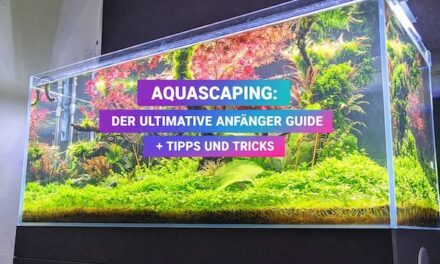Der ultimative Aquascaping Anfänger Guide!