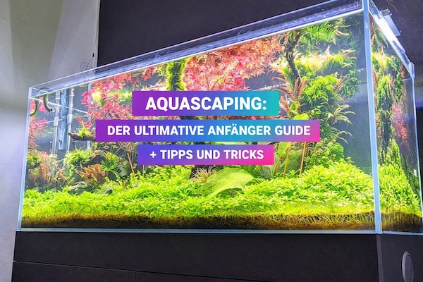 Aquascaping für Anfänger 2026: Der komplette Einsteiger-Guide