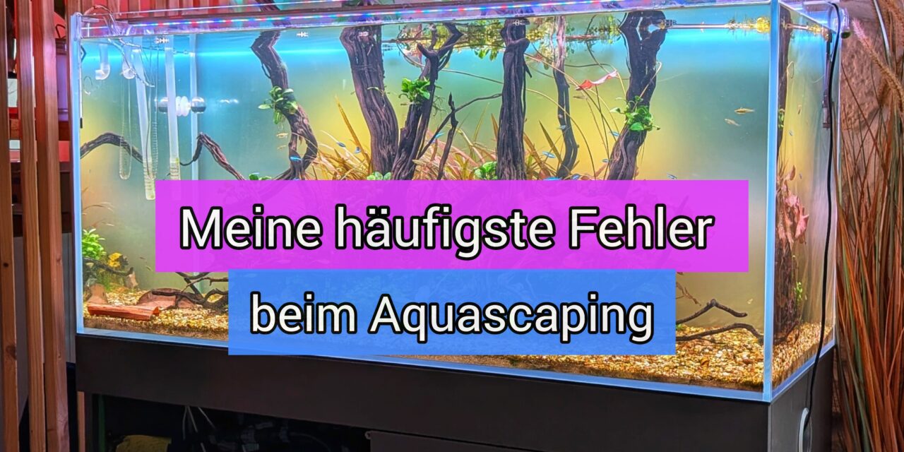 Meine häufigsten Fehler beim Aquascaping