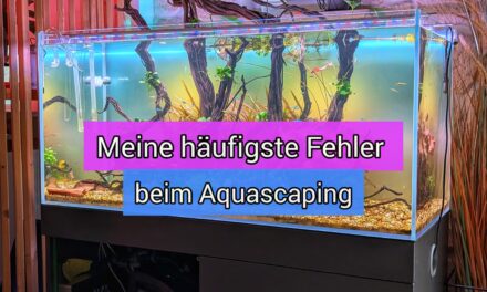 Meine häufigsten Fehler beim Aquascaping