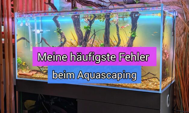 Meine häufigsten Fehler beim Aquascaping