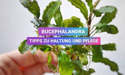 Wasserpflanze: Bucephalandra – Haltung und Pflege