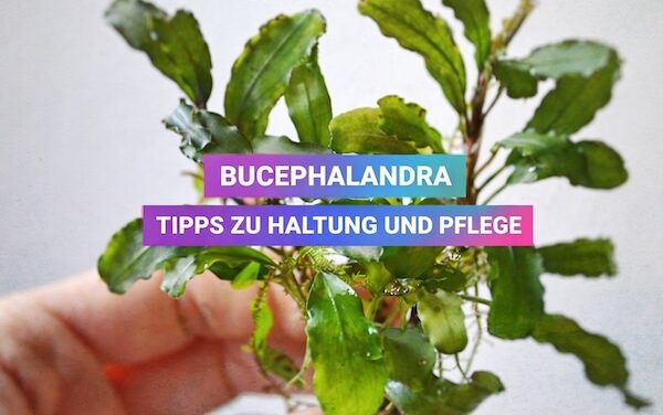 Wasserpflanze: Bucephalandra – Haltung und Pflege