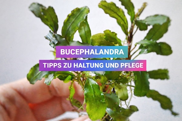 Wasserpflanze: Bucephalandra – Haltung und Pflege