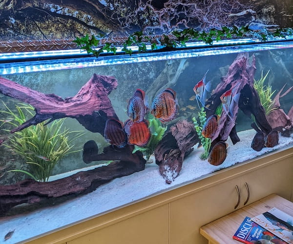 Diskus Aquarium einrichten: Der ultimative Guide für Aquascaping mit Diskusfischen