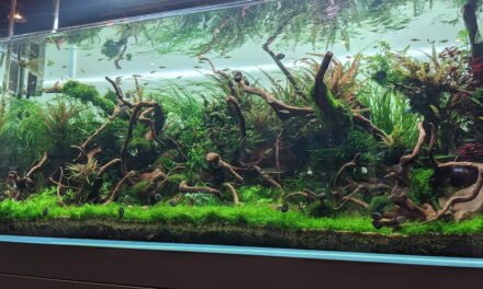 Aquascaping Beispiele
