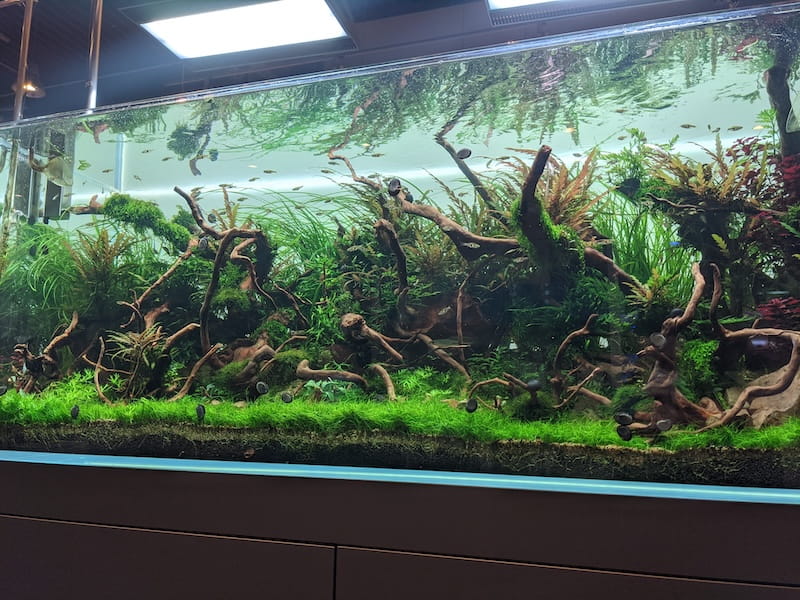 Aquascaping Beispiele