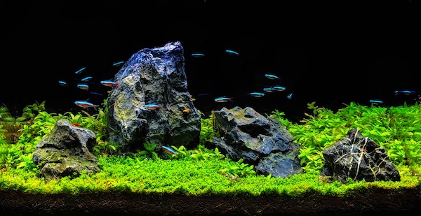 Aquascaping Steine im Iwagumi-Layout – perfekt arrangierter Hardscape