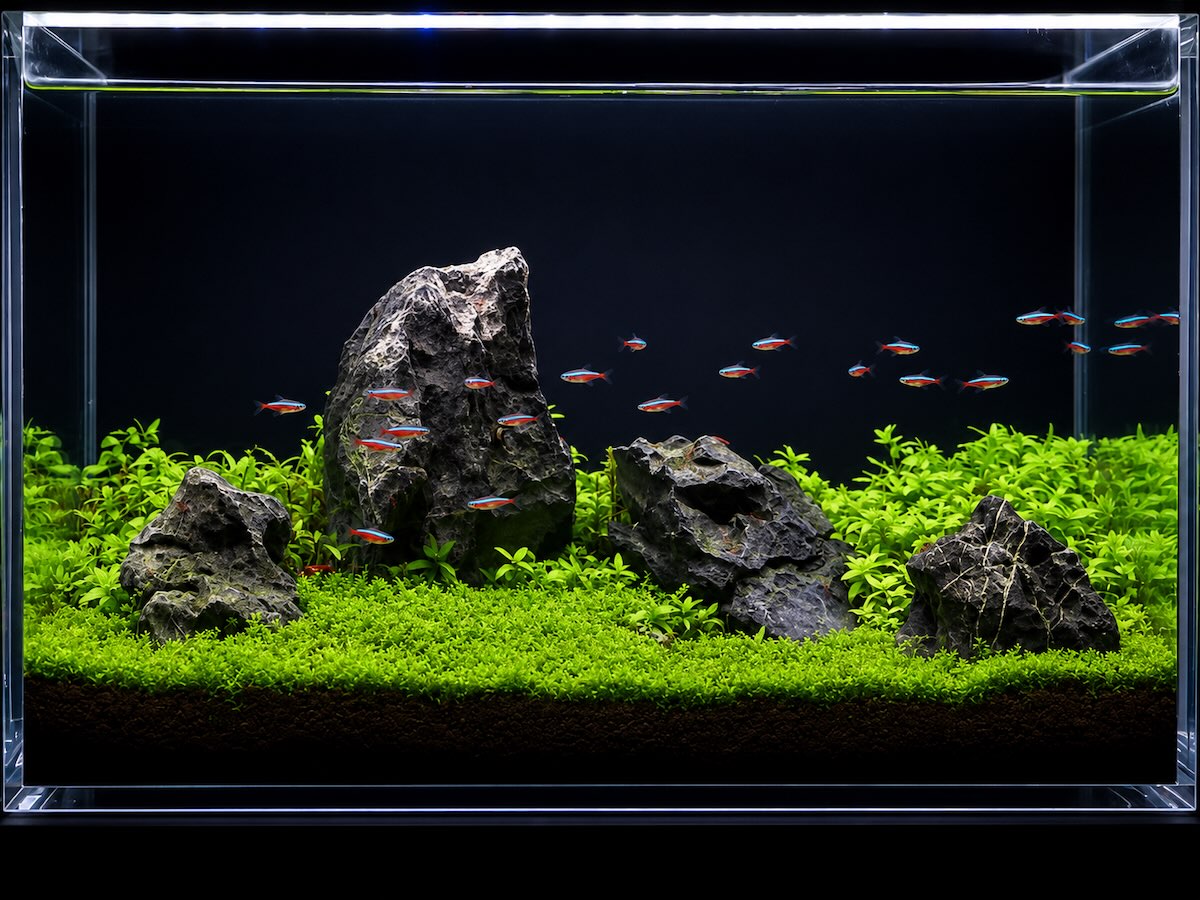 Iwagumi-Aquascape mit ADA Soil-Bodengrund und Soil Powder – das Ergebnis eines konsequenten 6-Schicht-Bodengrundaufbaus
