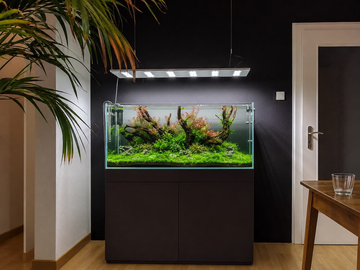 Aquascaping Bodengrund Ergebnis – fertiger Aufbau mit Soil, Gefälle und erstem Hardscape