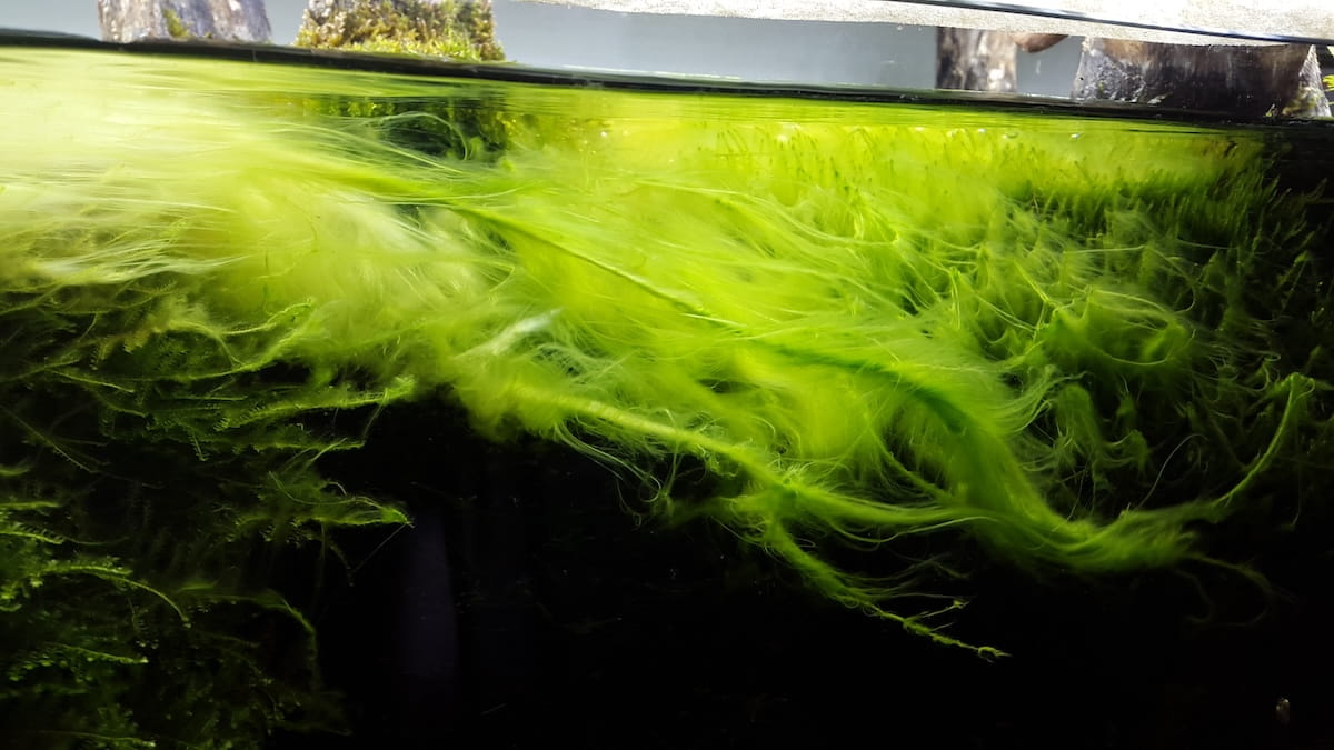 Algen im Aquascaping – was passiert ohne Dark Start