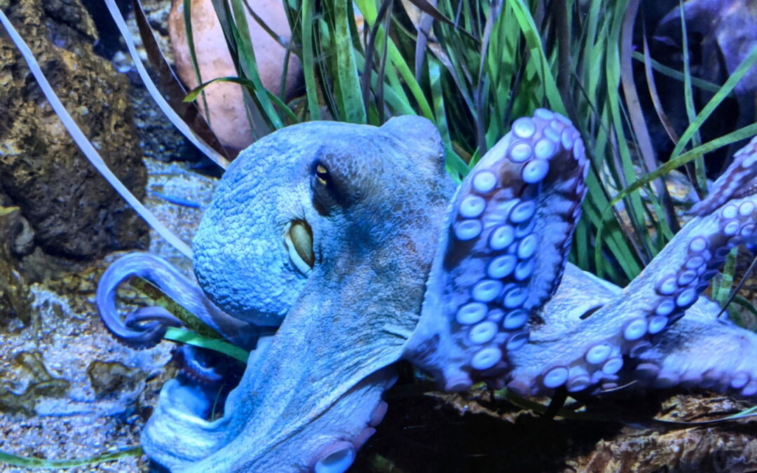 Aquarium Barcelona
