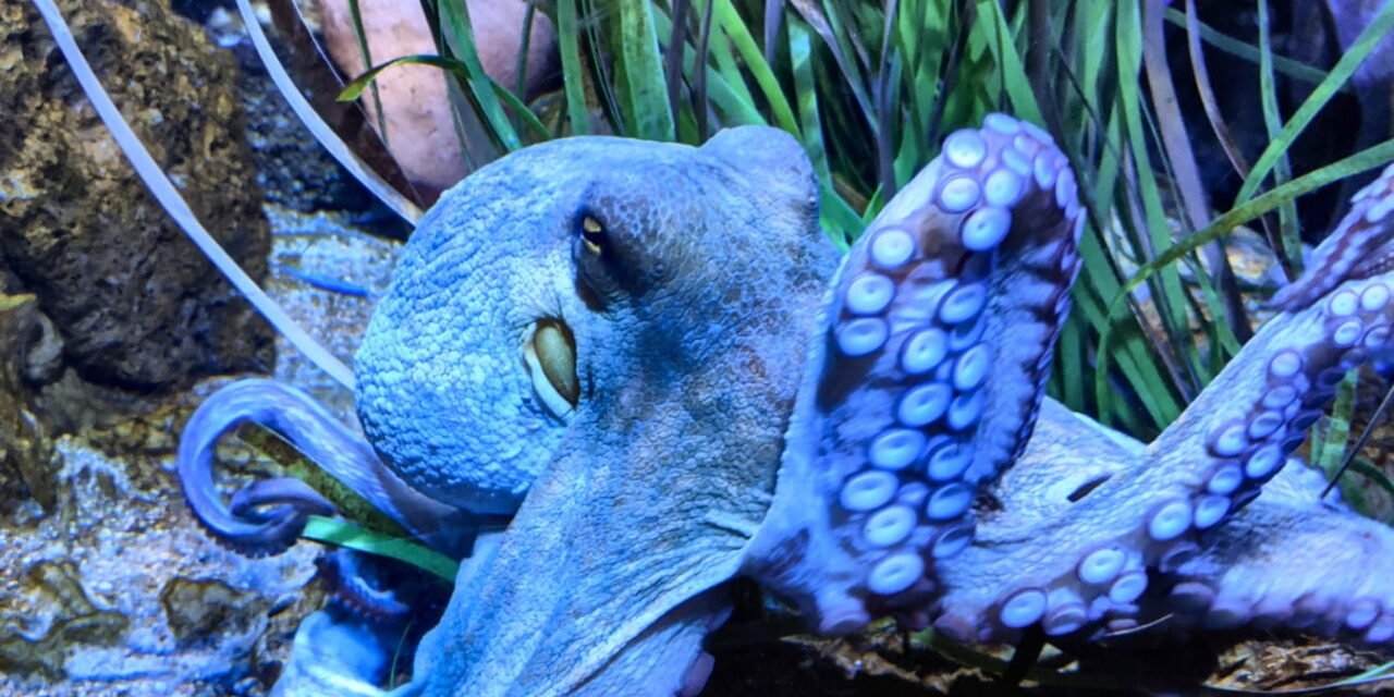 Aquarium Barcelona