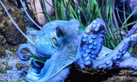 Aquarium Barcelona