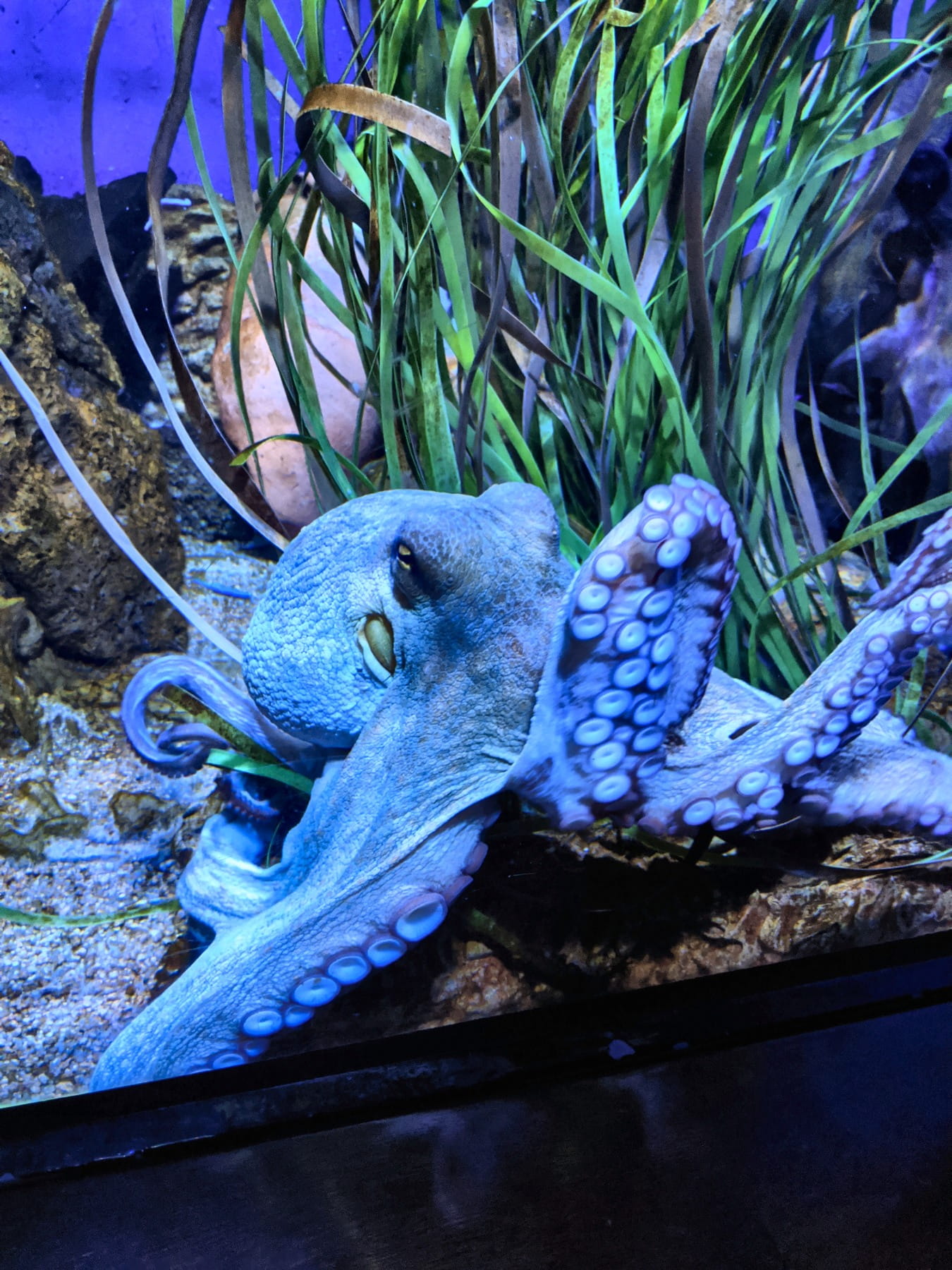 Fische im Schwarm