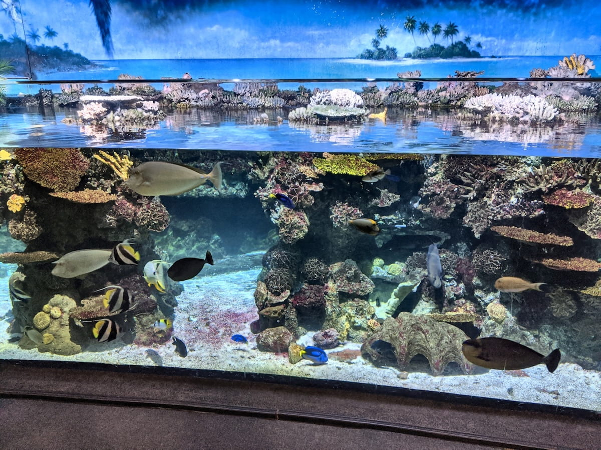 Hai im Aquarium Barcelona