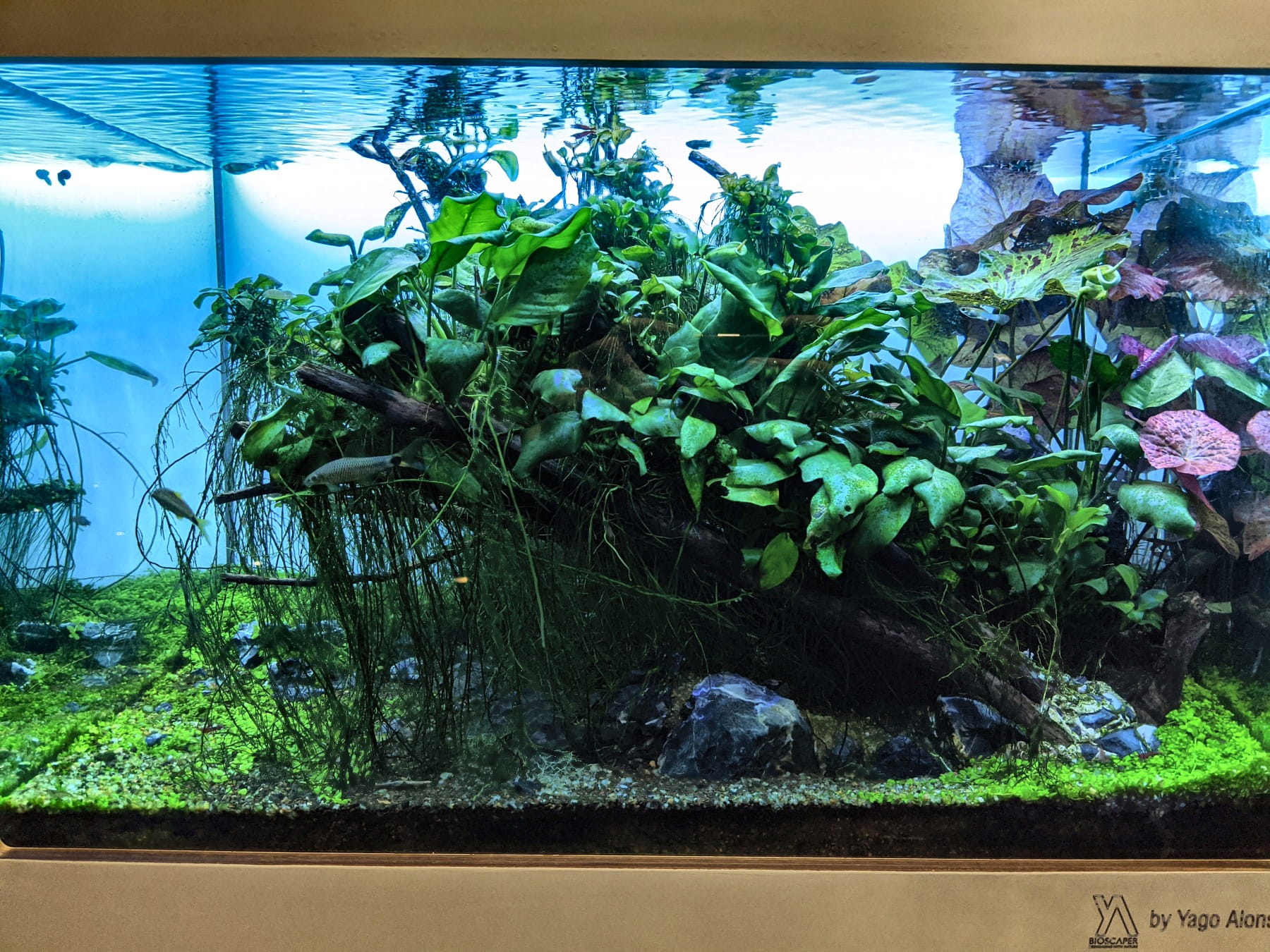 Fische im Becken