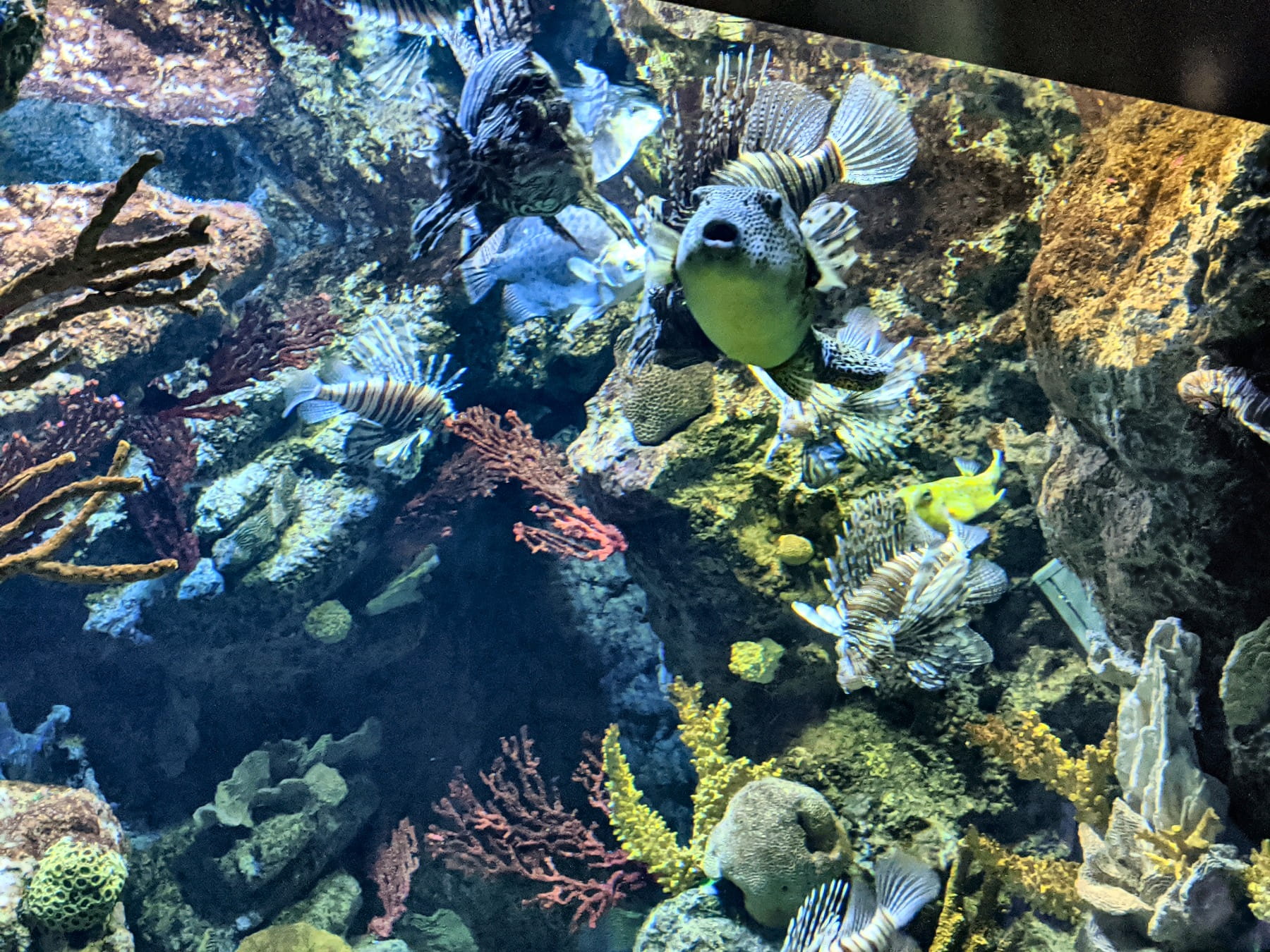 Naturaquarium mit Diskusfischen