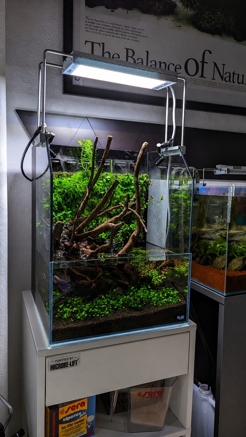 Paludarium mit Terra Wall Bepflanzung – Wasserzone und Landzone kombiniert