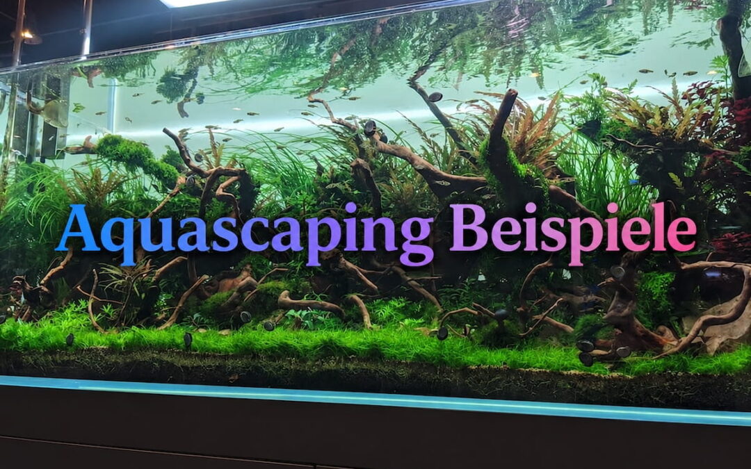Aquascaping Beispiele