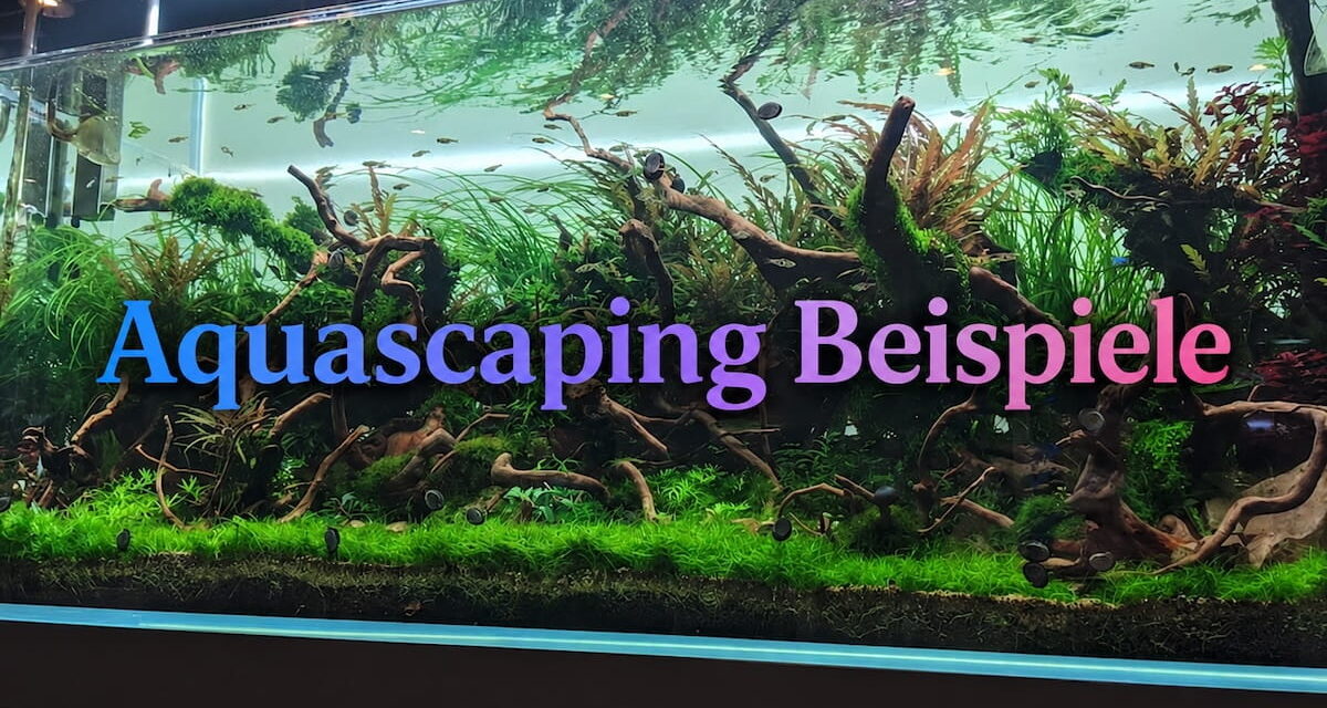 Aquascaping Beispiele