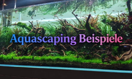 Aquascaping Beispiele