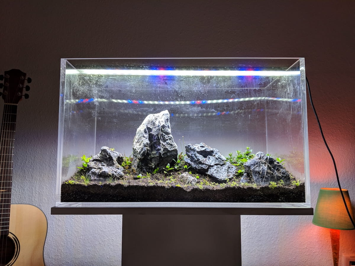 Aquascaping Dry Start – dichter Pflanzenteppich aus Monte Carlo und Hemianthus Cuba