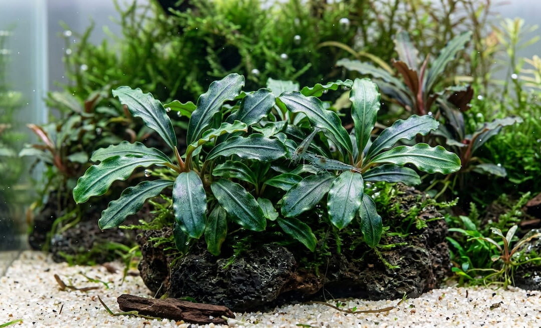 Wasserpflanze: Bucephalandra – Haltung und Pflege