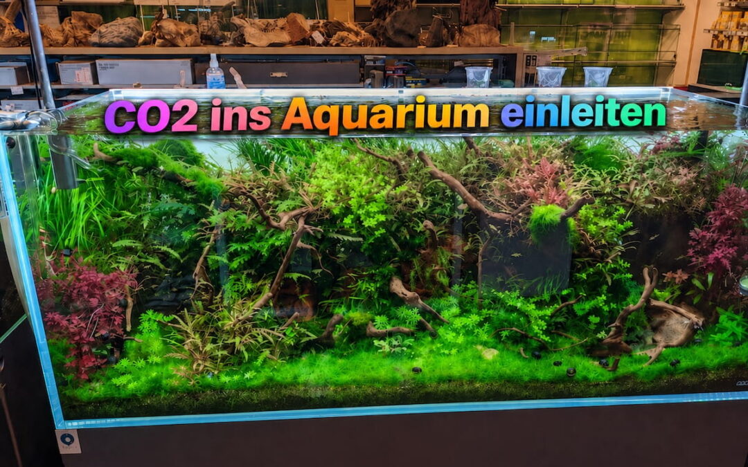 CO2 ins Aquarium einleiten