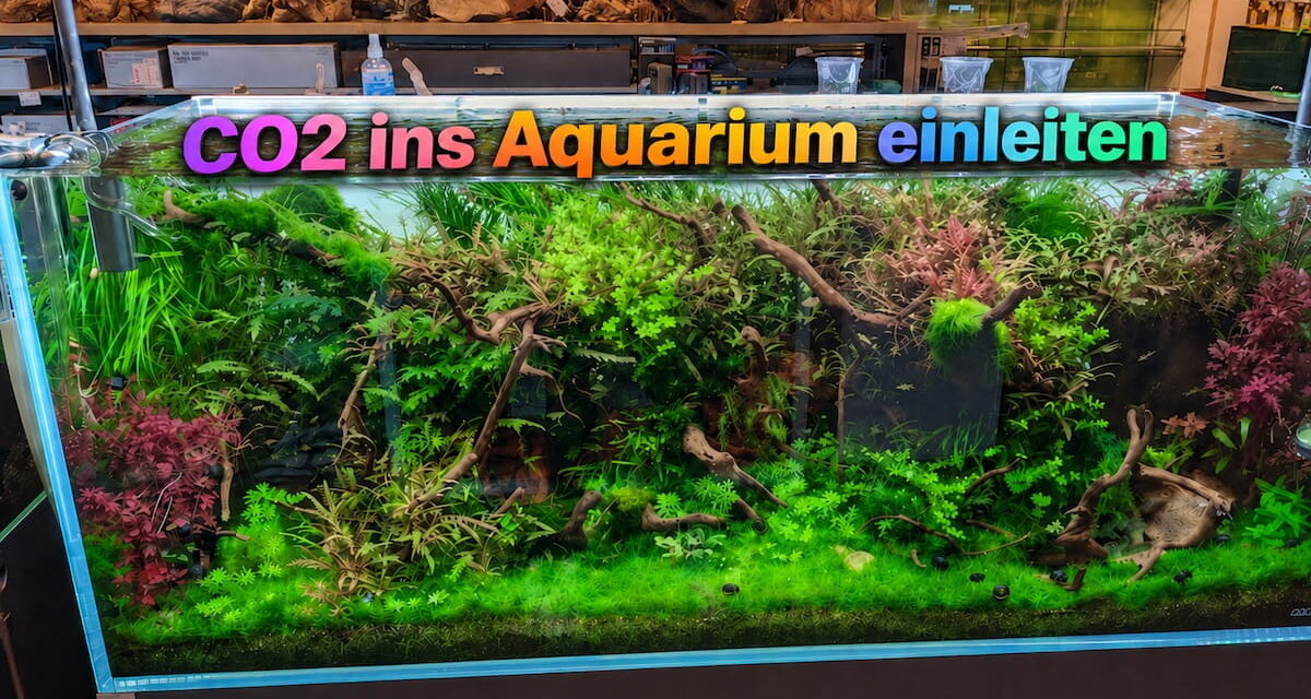 CO2 ins Aquarium einleiten