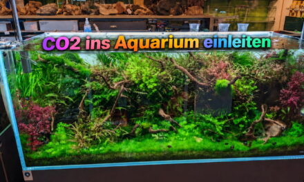 CO2 ins Aquarium einleiten