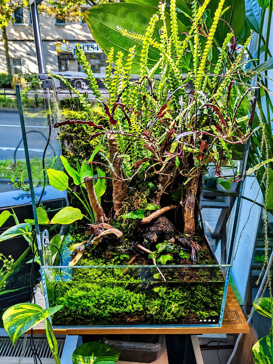 DOOA System Terra 30 – kompaktes Einstiegs-Paludarium von ADA
