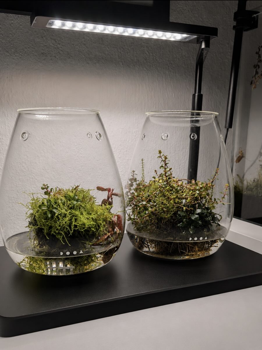 DOOA Wabi Kusa Glas mit emersen Pflanzen und Moos – regelmäßiges Einsprühen hält das Setup vital