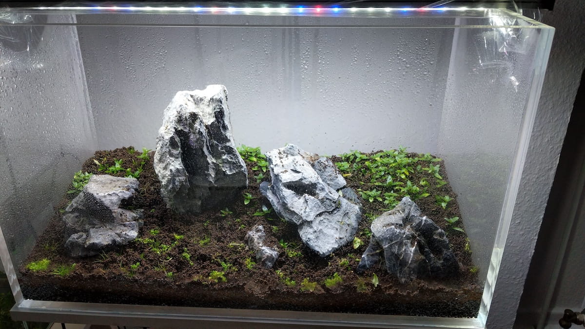 Iwagumi Aquascape im Dry Start – Einlaufphase mit frisch gesetzten Bodendeckern auf schwarzem Soil