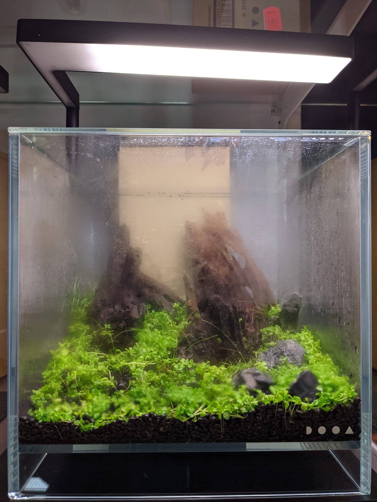 Dry Start Methode Aquascaping – DOOA Becken mit Bodendeckern in der emersen Wachstumsphase